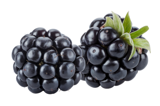 Fresh blackberries with a delightful presentation . Isolated on transparent background, png