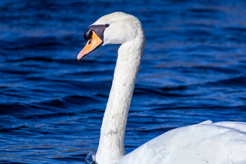 Elegant mute swan on blue water with bright sunlight reflection