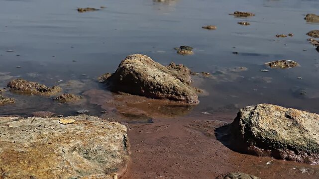 Artemia (Artemia salina) eggs on the surface of the water in the surf on a sunny autumn day