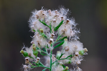 Flowering plant with fluffy seeds in nature setting