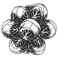 Black and White Illustration of Brussels Sprouts Cluster