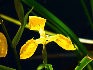 Gelbe Schwertlilie Iris Pseudacorus