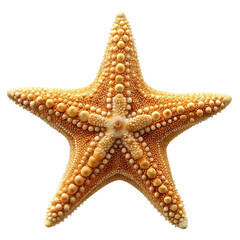Detailed close up view of a textured orange starfish with prominent spines isolated on transparent background