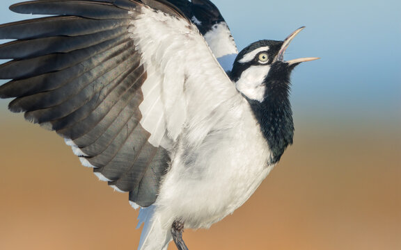Close-up side view of a wild male magpie-lark (Grallina cyanoleuca) in full song and display with wings outstretched and mouth agape, Australia