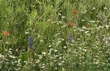 Spring flowers in the meadow