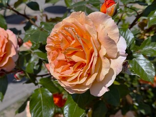 Pastel orange rose bud