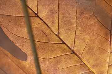 Detailed view of a dry autumn leaf on the ground