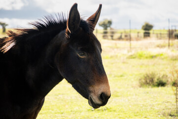 Obraz premium Mule posing in profile in freedom in the field. Copy Space.