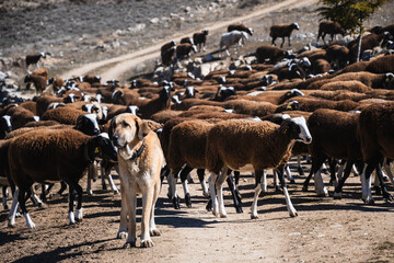 Herd of goats with a shepherd dog in the fields of Galicia (Spain)
