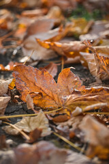Autumn leaves cover the ground in a serene setting