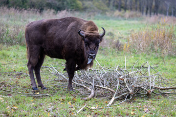 buffalo in the field