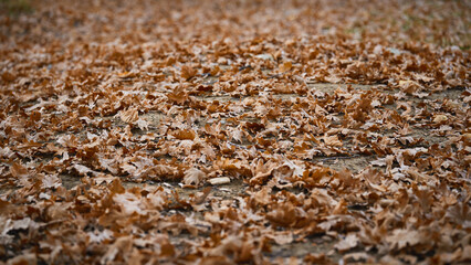 Autumn leaves cover the ground in a quiet park