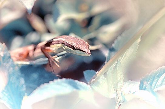Close-up of a lizard amongst plants, Bandung, West Java, Indonesia