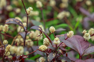 Alternanthera brasiliana, also known as large purple alternanthera, metal weed, bloodleaf, parrot leaf, ruby leaf, Brazilian joyweed, purple alternanthera is a flowering plant of the amaranth family.