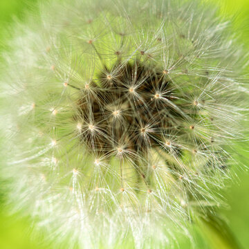dandelion seeds on green background