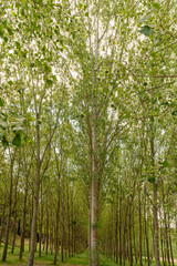 Trees in a row in the park in the spring '.