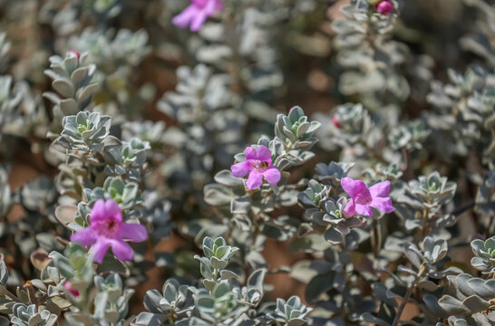 Leucophyllum frutescens is an evergreen shrub in the figwort family, Scrophulariaceae, commonly known as Texas sage. 