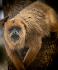 Brown howler monkey (Mono Carayá) alert on a tree trunk © Carlos G. Baquero