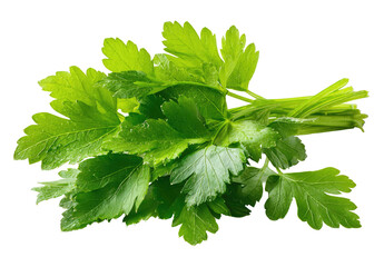 Close-up of fresh vibrant parsley