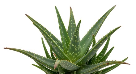 Green aloe vera plant with white background