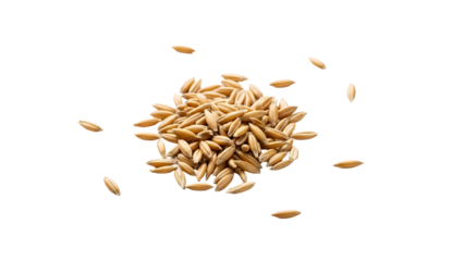 Pile of Golden Oats with Transparent Background for Healthy Eating and Natural Grain Concepts Overhead Close Up Studio Shot Isolated