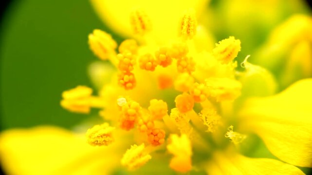 Macro Shot of a Vibrant Yellow Flower Blossom with Pollen Bursting in Ultra Detail