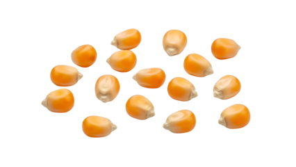 Scattered Golden Corn Kernels on Transparent Background Still Life Detailed Close Up Macro Shot Harvest Time Agriculture Concepts Food Photography