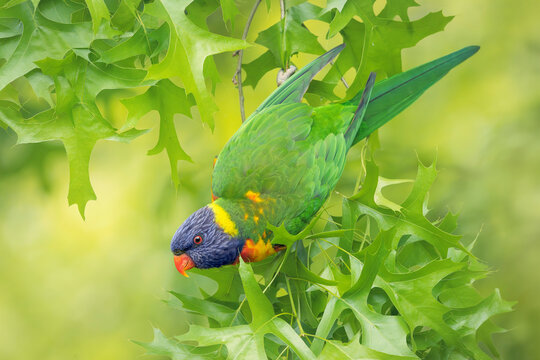 Full frame side view of a wild rainbow lorikeet (Trichoglossus moluccanus) perched in a pin oak tree (Quercus palustris), Australia