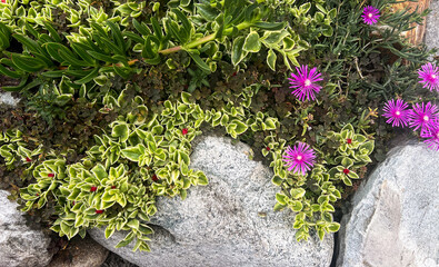 Colorful flowers and green plants grow among large stones in a garden setting. The scene showcases vibrant pink blooms and lush foliage.
