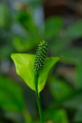 Bud of Peace Lily, White Sails, Spathiphyllum Waaliisii in the garden. Bunga Peace Lili