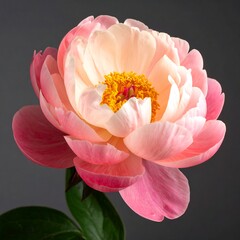 Elegant Peony Blossom - A Study in Pink and Yellow Hues.