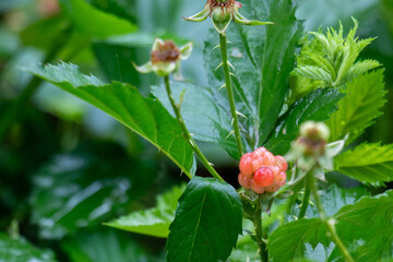 Blackberries or Rubus fruticosus known for its sweet, black fruits