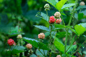 Blackberry, known scientifically as Rubus fruticosus, tart fruit