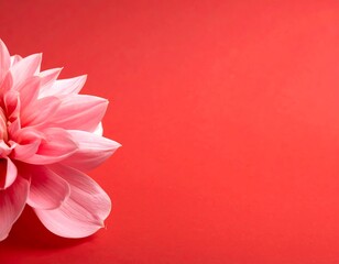 Elegant Pink Dahlia Blossom on Vibrant Red Background.