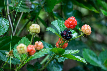 The wild blackberry, richness in vitamin C, fiber, and antioxidants