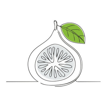 Minimalist continuous line art drawing of a fig fruit cut in half with a green leaf botanical illustration