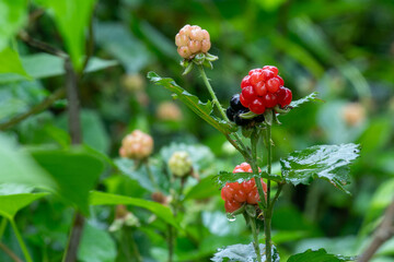 Wild sweet blackberry, Rubus fruticosus, member of Rosaceae family