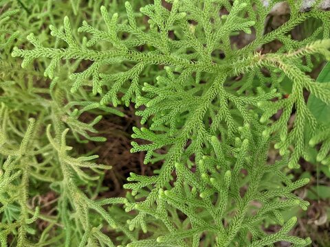 Tropical Club Moss (Selaginella) Foliage Pattern