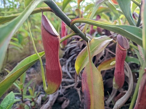 Tropical Pitcher Plant (Nepenthes) Carnivorous Plant Close-up