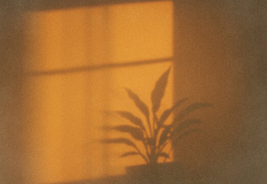 Golden hour indoor plant silhouette by a sunlit window, warm amber glow, grainy texture, and cozy home office mood creating a tranquil natural ambiance