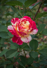 A flower called utrillo rose in the garden in close up