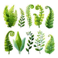 An EPS format illustration, vector, simple flat 2D icon, minimalist design, icon set, A Simple 2D Vibrant edible Fern Collection illustration isolated on a white background