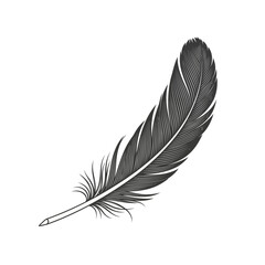 A single black feather isolated on a, elegant and delicate