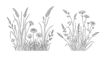 A detailed illustration of two clusters of wild grasses and delicate wildflowers blooming in nature.