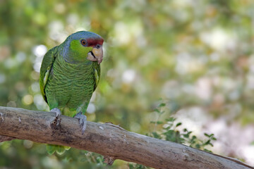 Lilac-crowned Parrot, Amazona finschi, perched