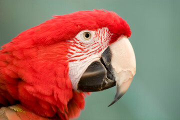 Red-and-green Macaw, Ara chloropterus, close view