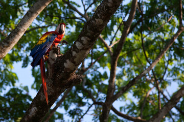 Scarlet Macaw, Ara macao, perched on branch