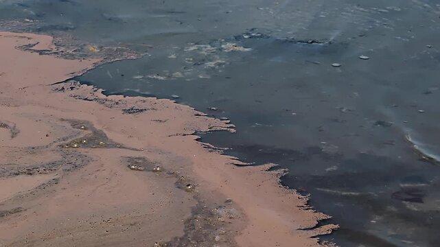 the surface of the estuary covered with artemia (Artemia salina) eggs 