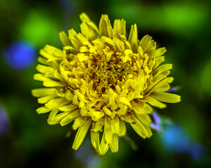 Yellow Dandelion in Bloom
