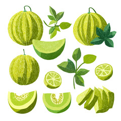 Very Simple flat 2D illustration of Honeydew Melon Fruit isolated on a white background, vector mint leaves branch icon set, simple design in a flat design, 2D illustration